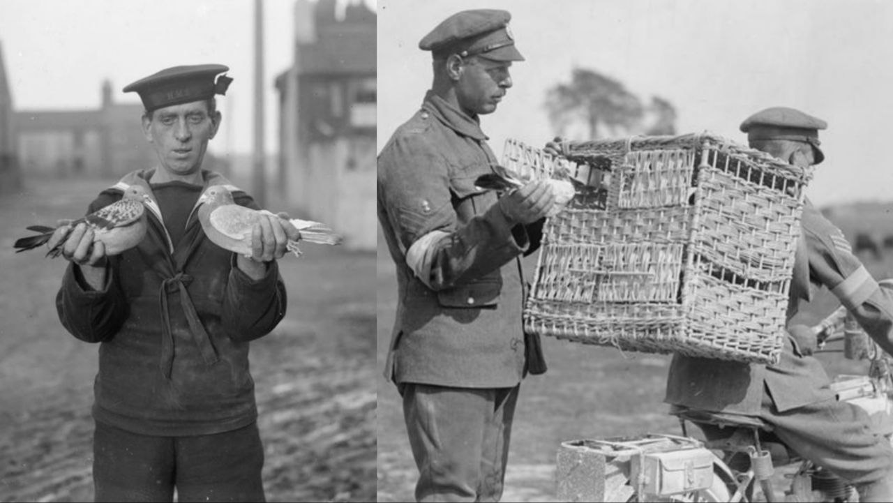 Pigeon Importance In Second World War