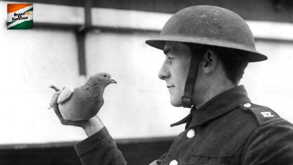 Pigeon Importance In Second World War