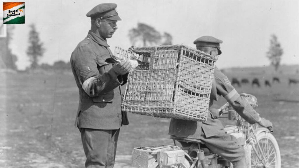 Pigeon Importance In Second World War