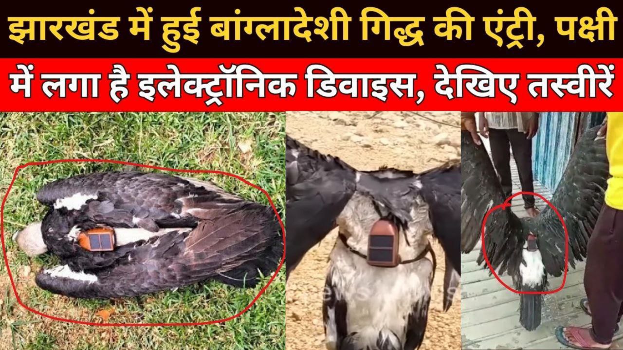 Bangladeshi Spy Vulture Found in Jharkhand