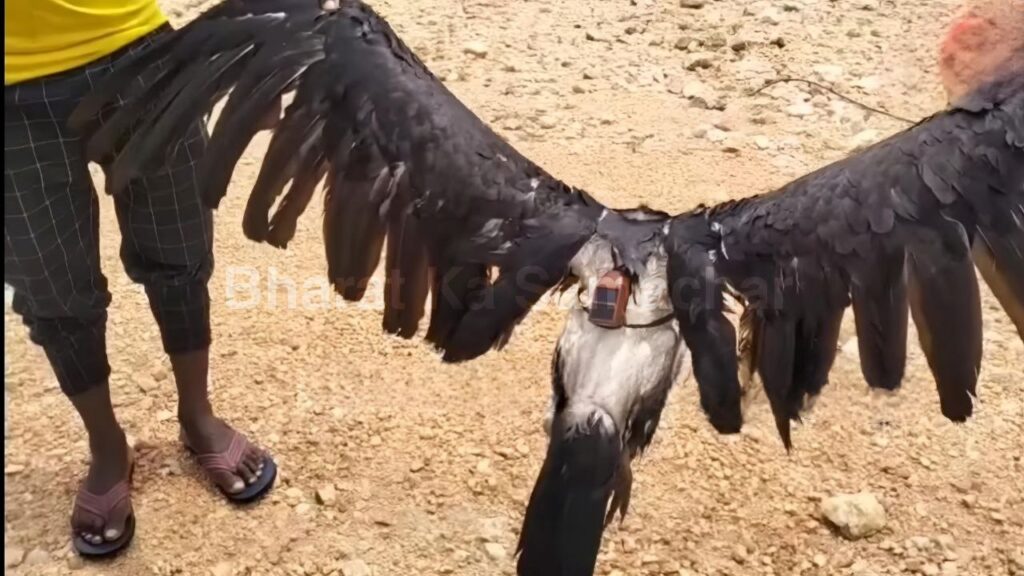 Bangladeshi Spy Vulture Found in Jharkhand