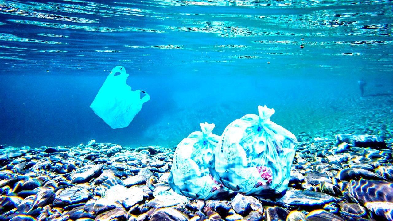 Plastic-eating fungus in the ocean